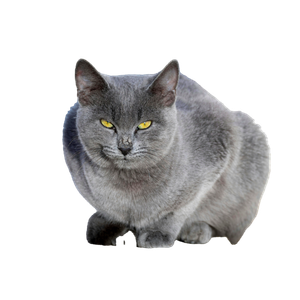 A Close Up Image Of A Gray Cat With Striking Yellow Eyes, Sitting Outdoors In Tunisia. 15282 - Cat PNG image with transparent background